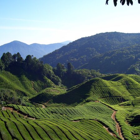 Cameron Highlands Day Tour